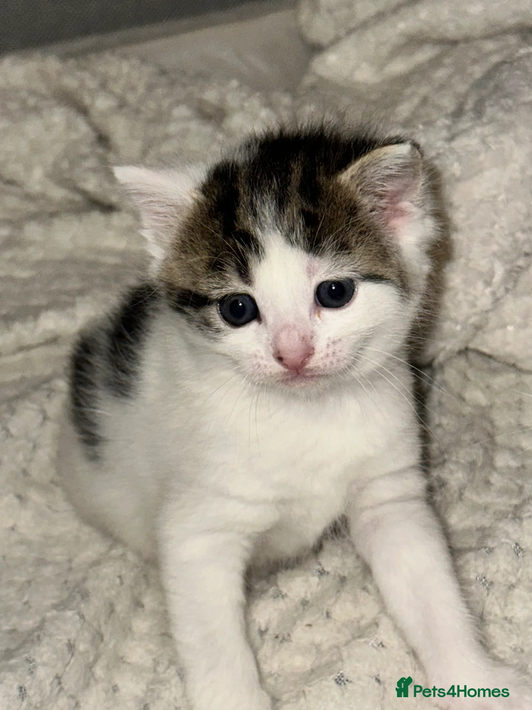 American Shorthair cats for sale: 6 BEAUTIFUL AMERICAN SHORTHAIR ✨  - Advert 4