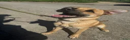 Mixed Breed dogs for adoption: Moccachino - Advert 8