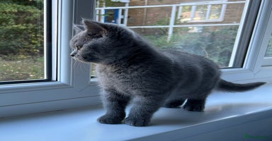 British Shorthair cats - Advert 4