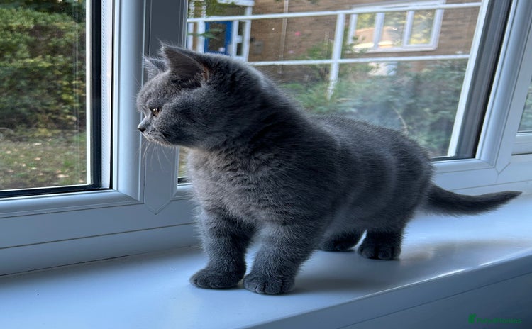 British Shorthair cats - Advert 1