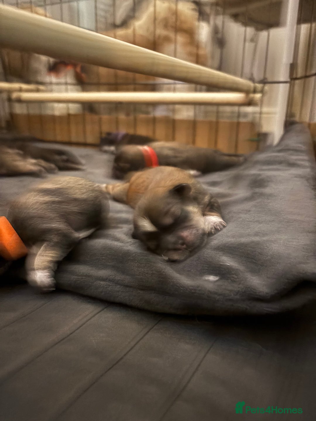 Shih Tzu dogs for sale: Shih tzus  - Image 3
