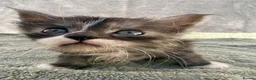Maine Coon cats for sale: TICA Registered Maine Coon Kittens - Advert 12