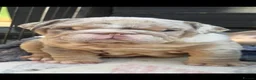 English Bulldog dogs for sale: British bull dog puppy’s  - Advert 32