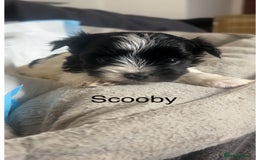 Biewer Terrier dogs for sale: Beautiful Biewer puppies for sale  - Image 7