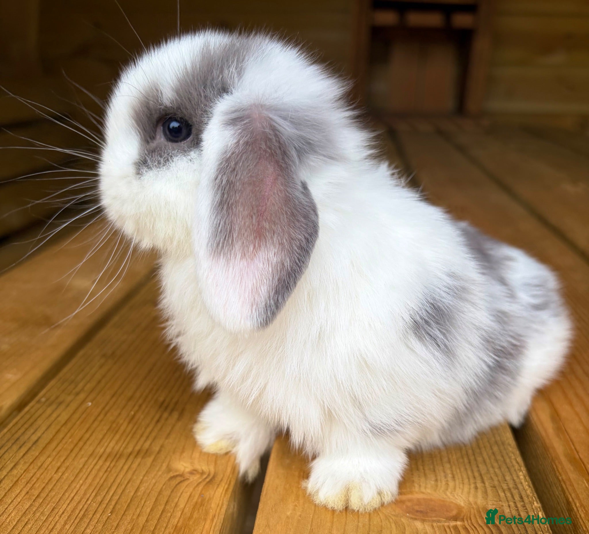 Mini Lop rabbits Two pure bred mini lop baby girls  - Advert 5