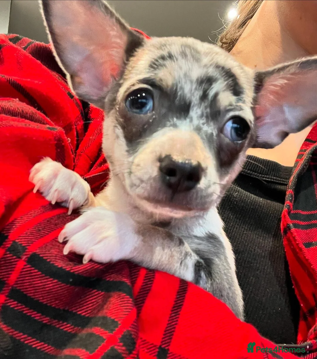 Chihuahua dogs for sale: Loving Home Needed for our blue eyed boy - Advert 2