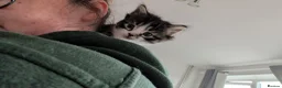 Mixed Breed cats for sale: 3 gorgeous kittens  - Advert 10