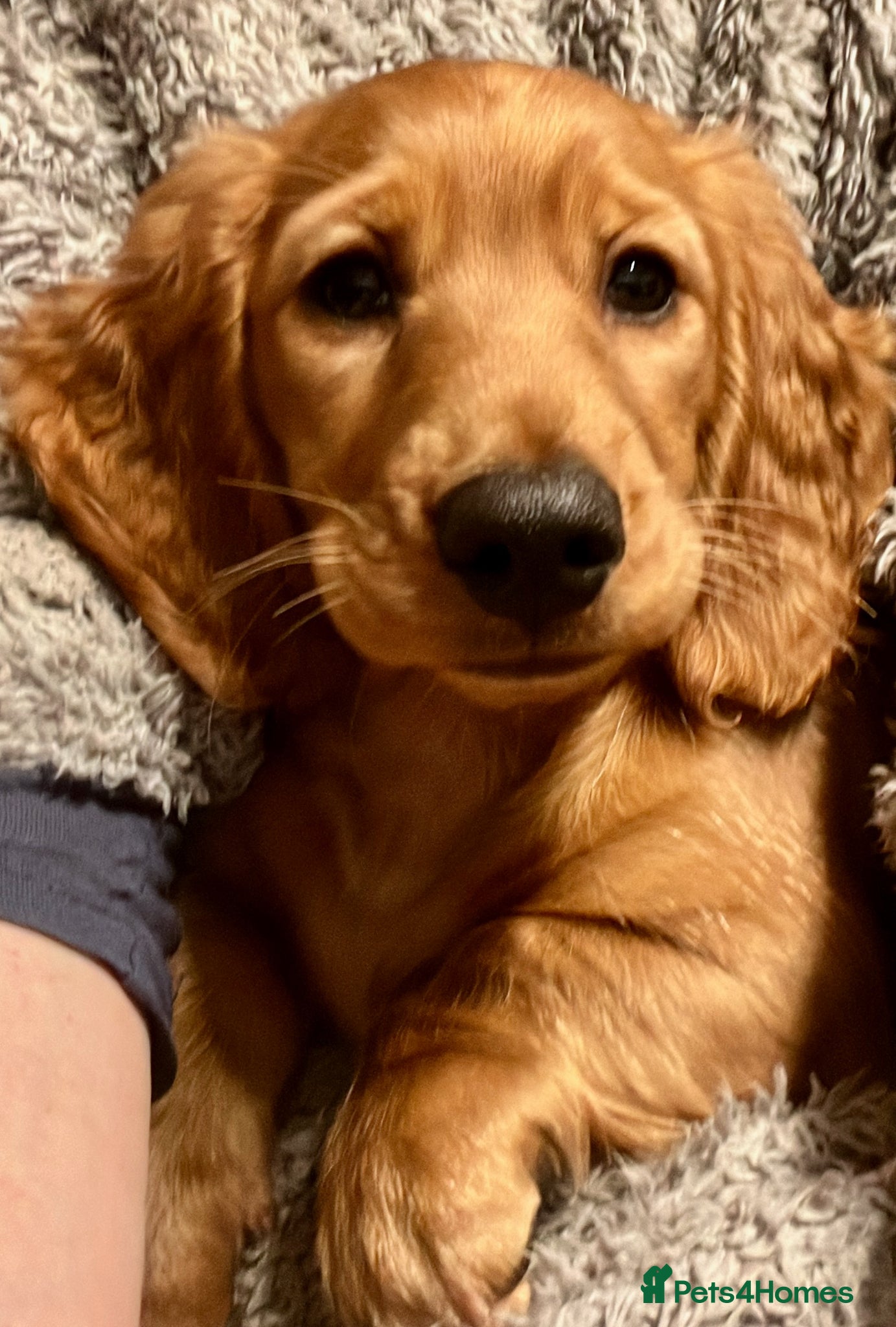 Dachshund dogs Bertie (Revdvicki's Dorek - Kennel Club name) - Advert 1