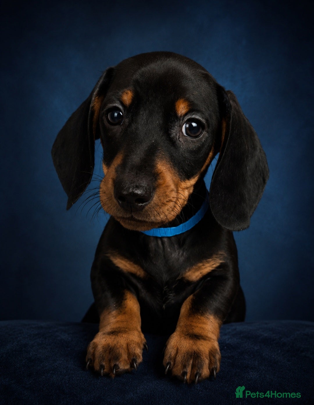 Miniature Dachshund dogs SILVER/BLACK Adorable dachshund puppies for sale😍 - Advert 15