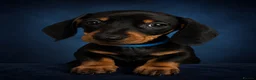Miniature Dachshund dogs for sale: BLACK/TAN Adorable dachshund puppies for sale😍 - Advert 1