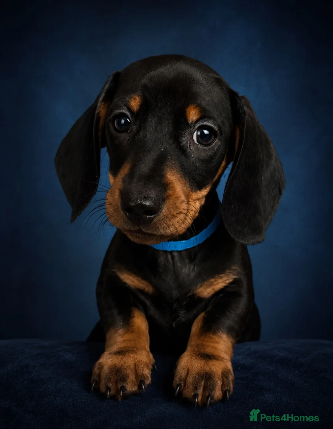 Miniature Dachshund dogs for sale: BLACK/TAN Adorable dachshund puppies for sale😍 - Advert 1