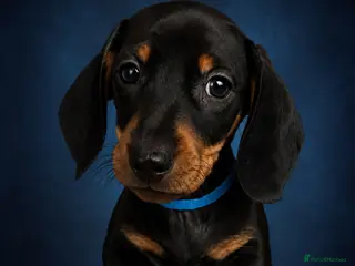 Miniature Dachshund dogs BLACK/TAN Adorable dachshund puppies for sale😍 - Advert 4