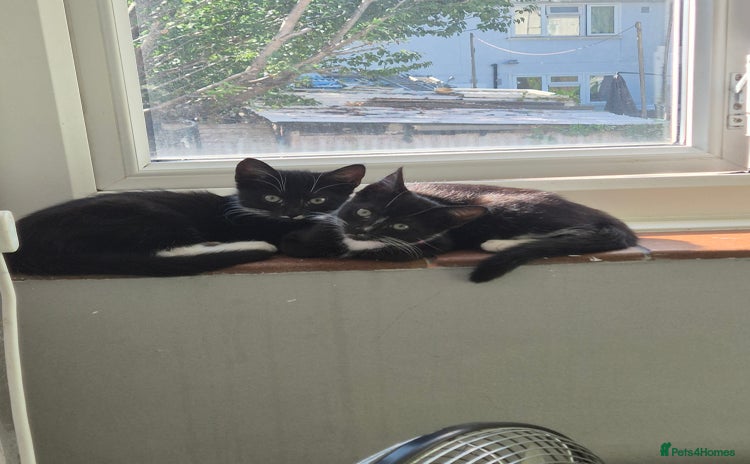 Mixed Breed cats - Advert 7