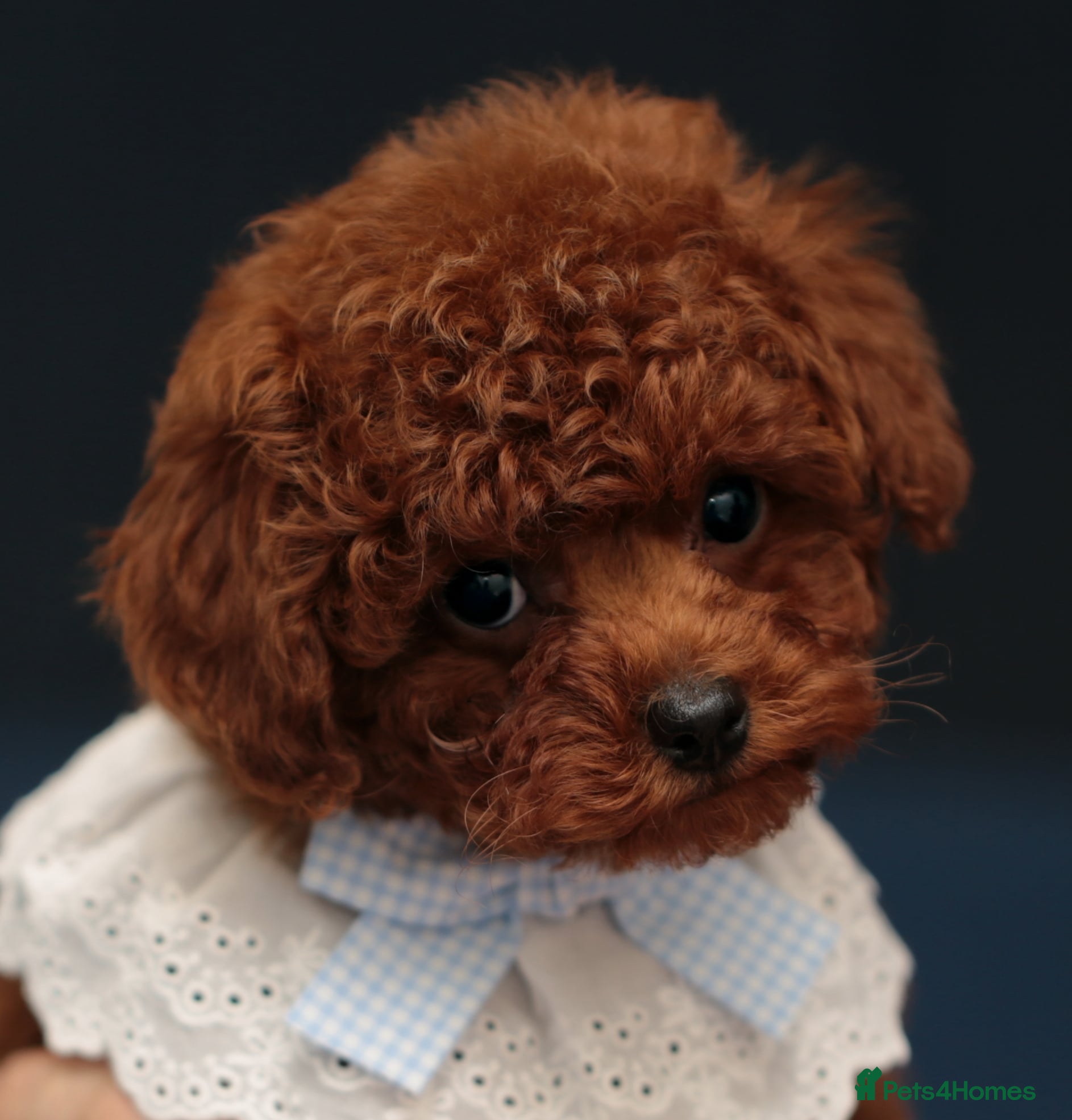 Toy Poodle dogs TOY POODLE, FULL ASIAN LINE MAHOGANY BOY  - Advert 1
