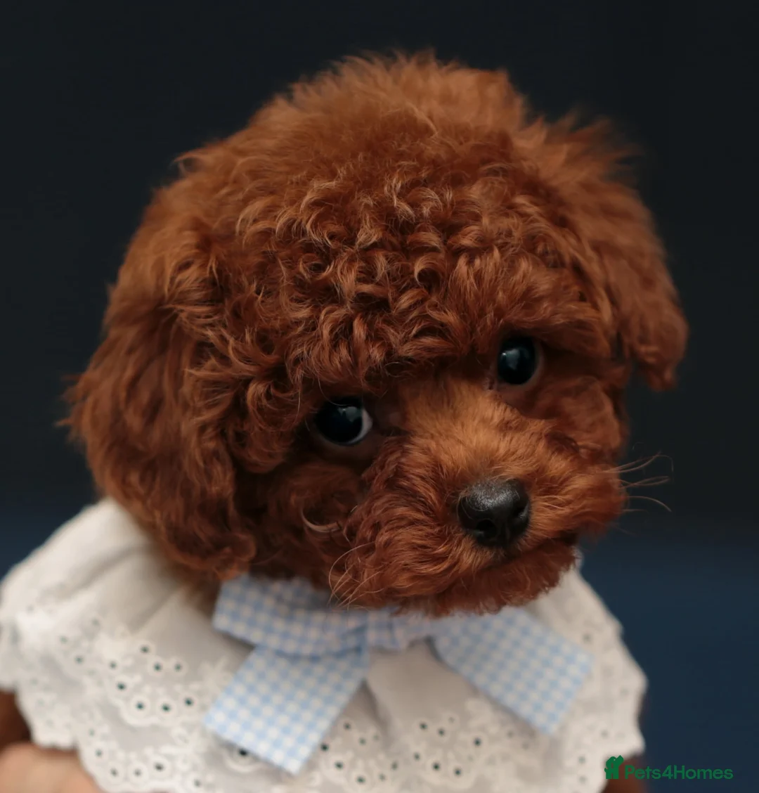Toy Poodle dogs for sale: TOY POODLE, FULL ASIAN LINE MAHOGANY BOY  - Advert 1
