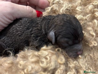 Aussiedoodle dogs Miniature Aussiedoodle Pups 🐾 READY JANUARY - Advert 16