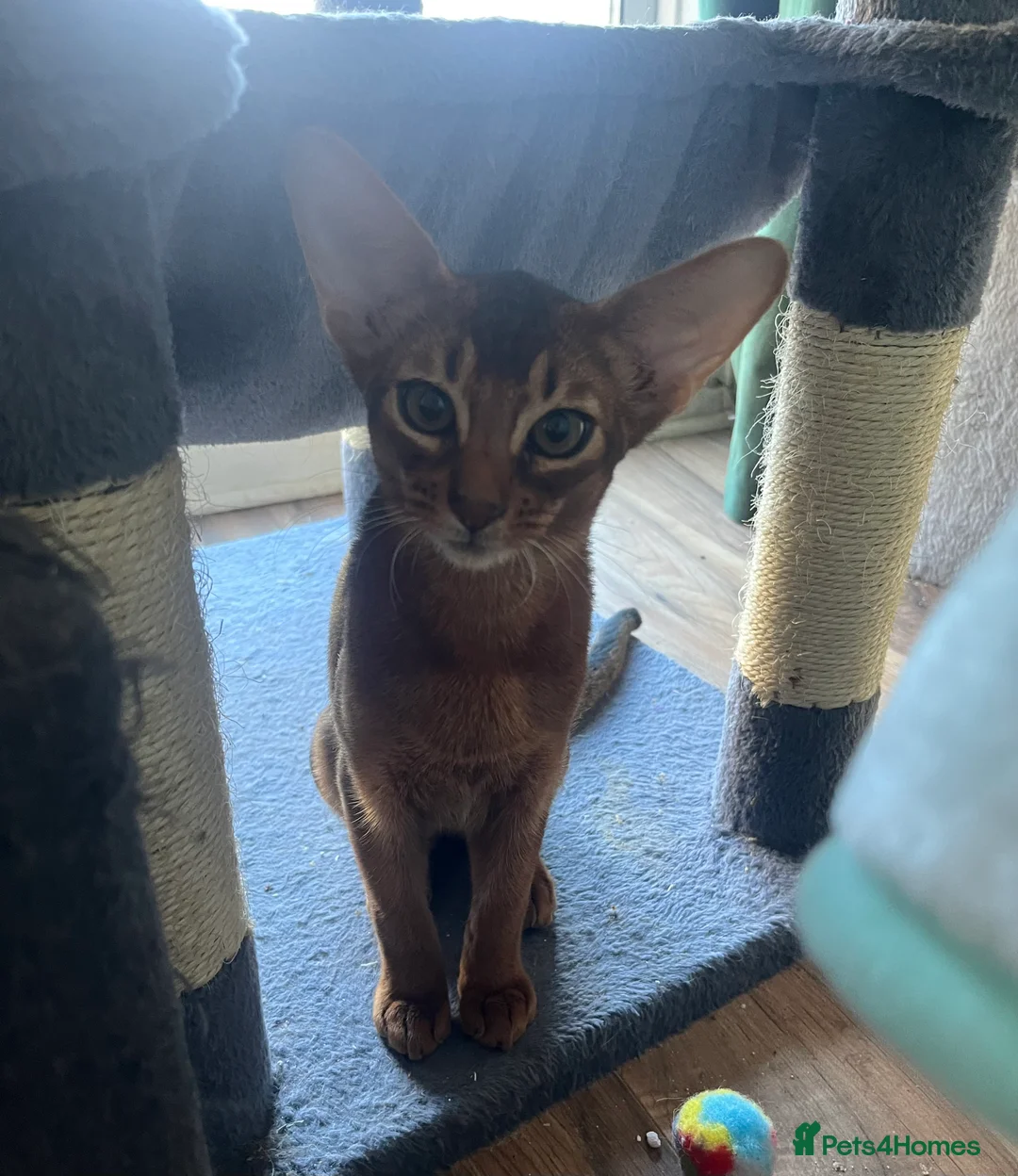 Abyssinian cats for sale: Beautiful Abyssinian boys - Advert 6