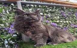 Maine Coon cats for sale: Giant Maine Coon! 20+ Generation Champion Heritage - Image 8