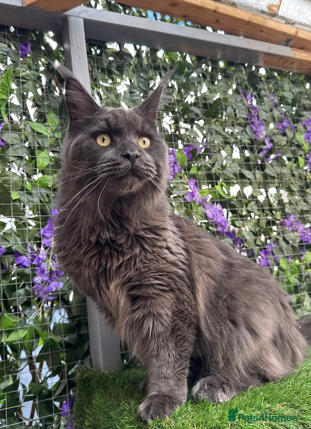 Maine Coon cats for sale: Giant Maine Coon! 20+ Generation Champion Heritage - Image 8