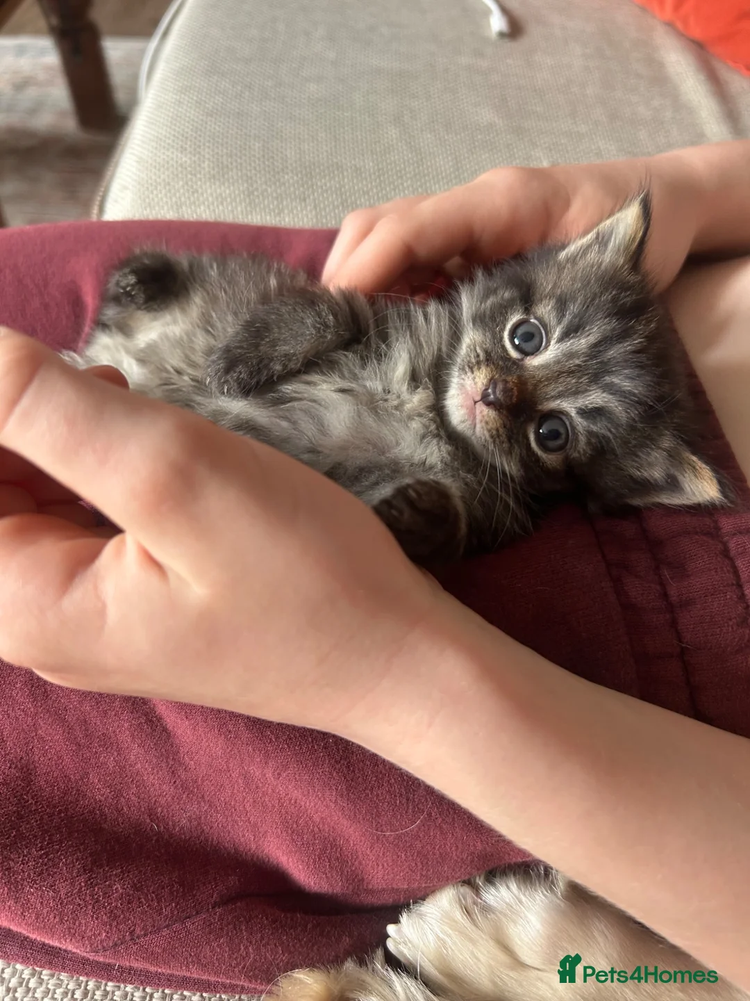 Maine Coon cats for sale: Half Main coon Long haired Tabby - Advert 11
