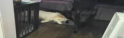 German Shepherd dogs for sale: This is a presale post for now  - Advert 39