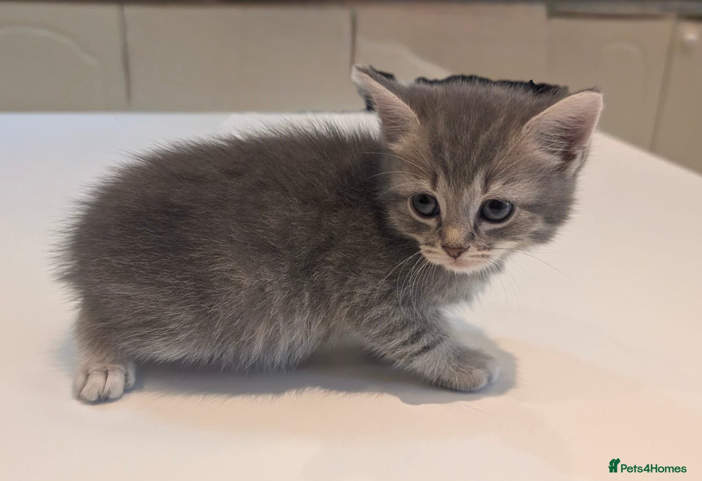 Scottish Fold cats for sale: Only 3 girls left! Scottish straight grey tabby 😻 - Advert 14