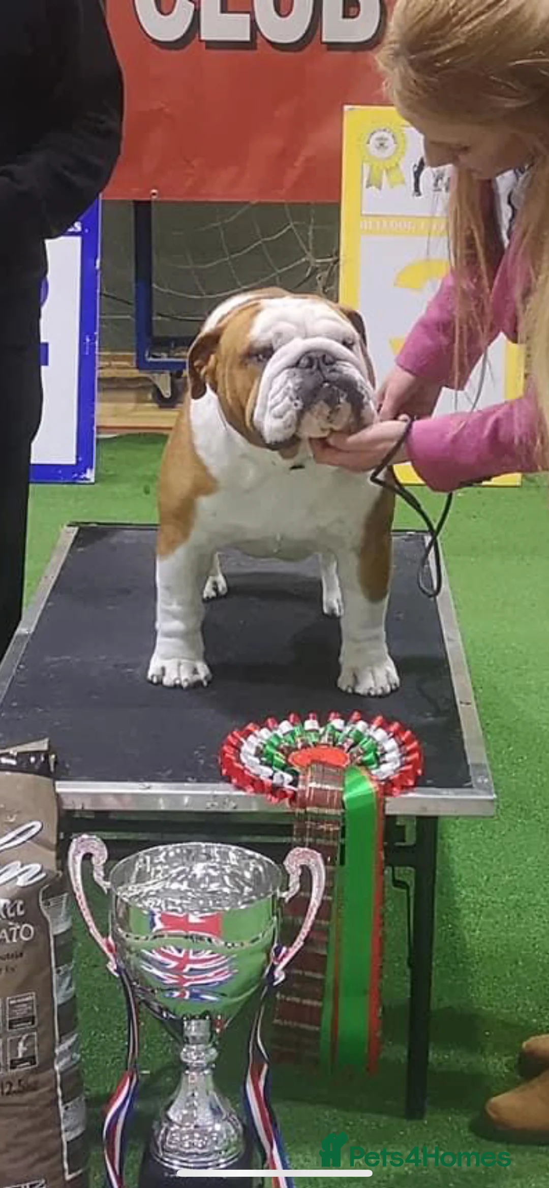 English Bulldog dogs for stud: Available for stud uk champion  in Bradford - Advert 8