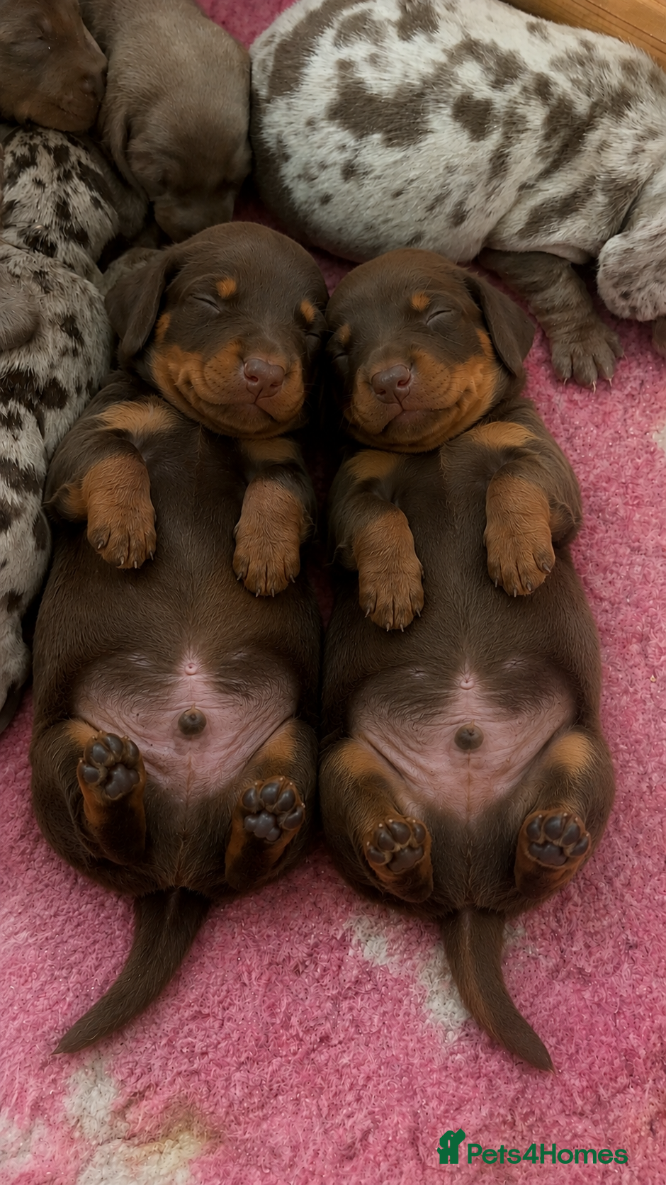 Miniature Dachshund dogs 2 BOYS LEFT⭐️KC Registered Miniature Dachshunds⭐️ - Advert 9