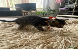 Mixed Breed cats for sale: 7 Half Snow Bengal kittens - Image 23