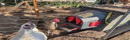 Chickens poultry for sale: Chickens, coop and pen for sale - Advert 4