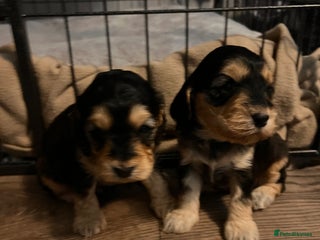 Cockapoo dogs Beautiful f1 cockapoo puppies - Advert 3