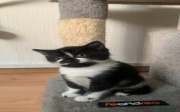 British Shorthair cats for sale: Black and white kittens ready for a new home - Image 1