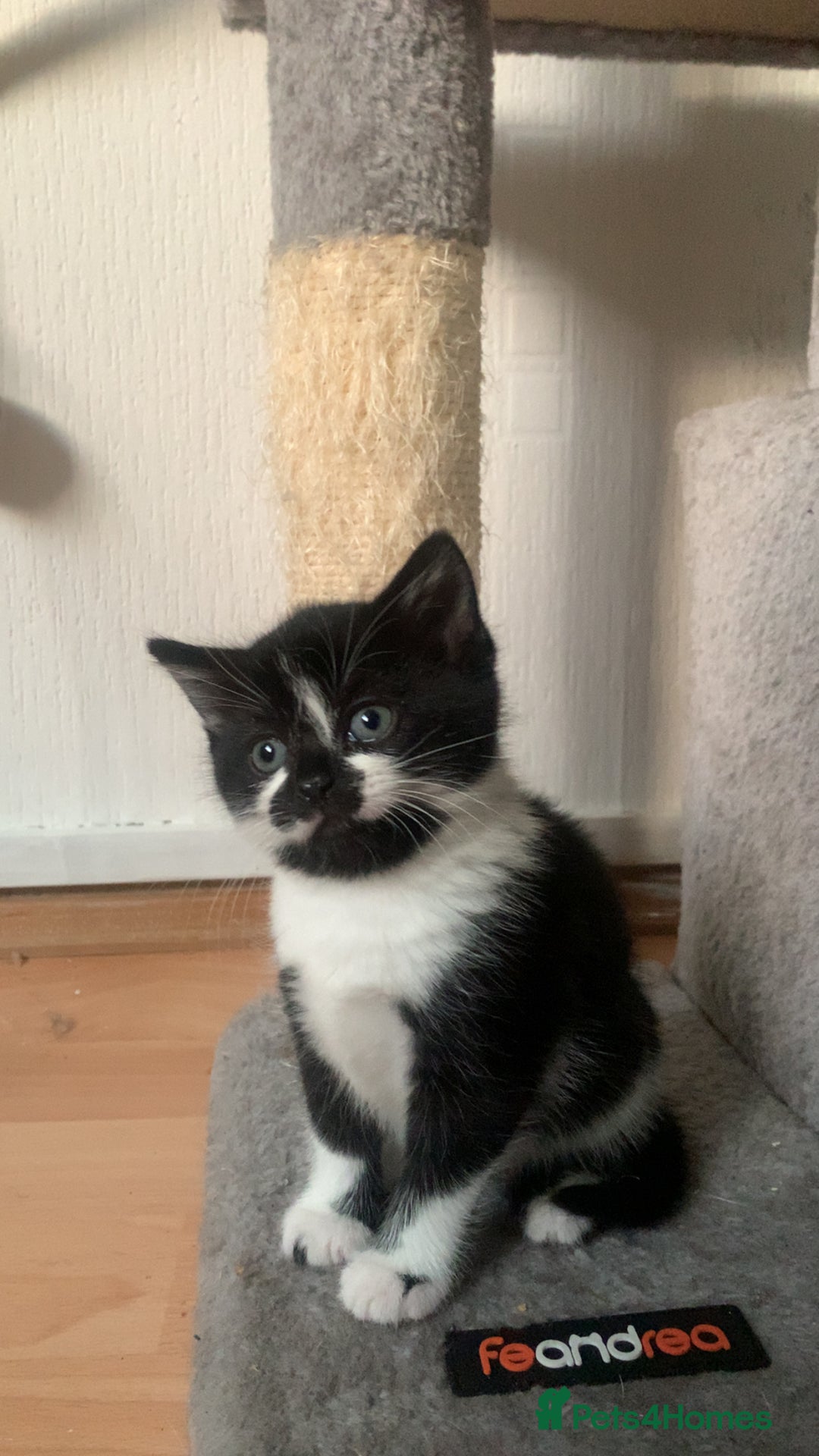 British Shorthair cats for sale: Black and white kittens ready for a new home - Image 1