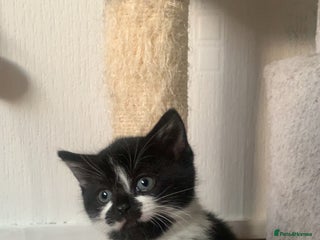 British Shorthair cats - Advert 31