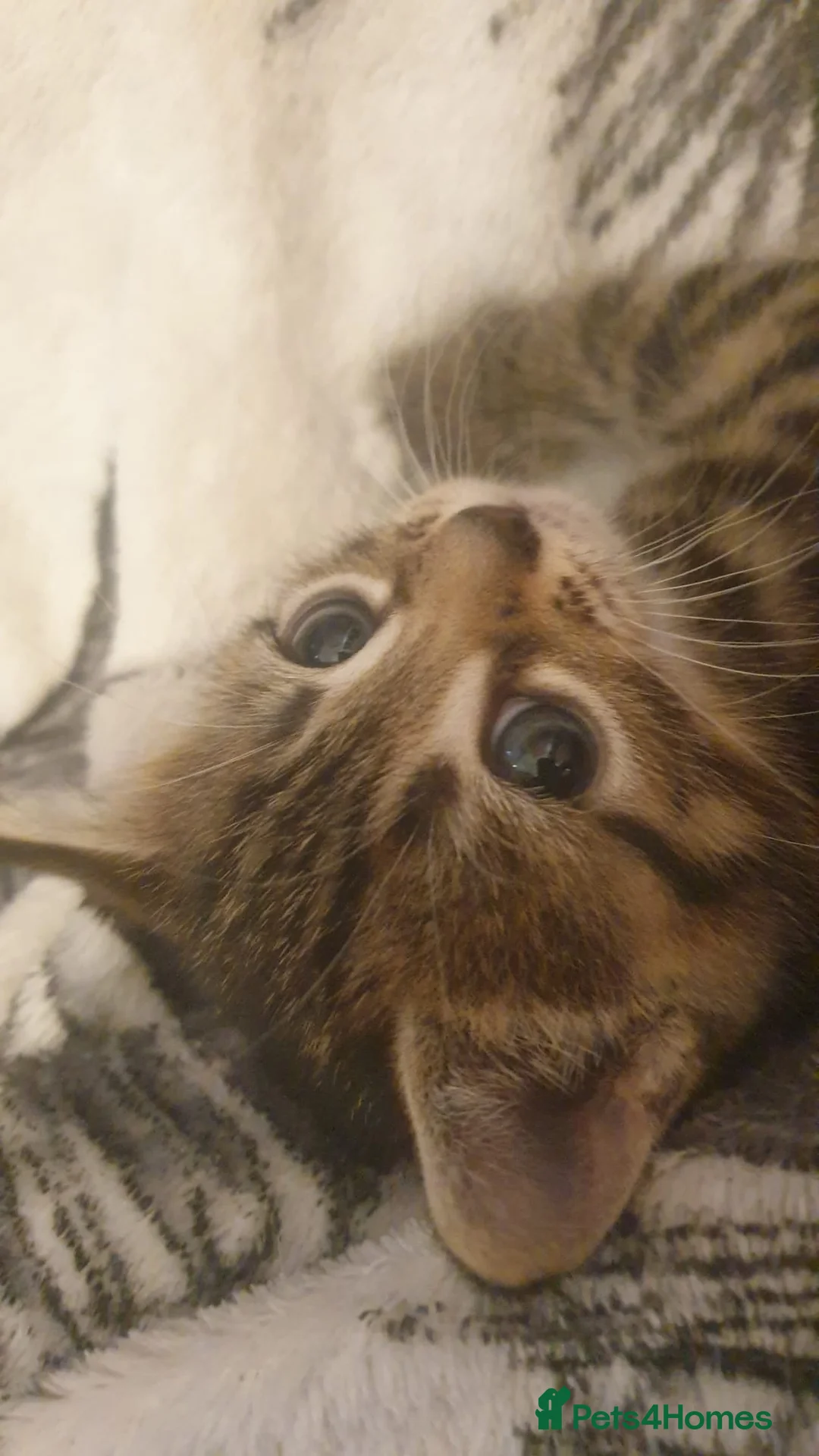 Mixed Breed cats for sale: 4 beautiful kittens for sale.  - Advert 3