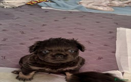 French Bulldog dogs for sale: Quality 5star🌟full visual fluffy French bulldogs  - Image 6