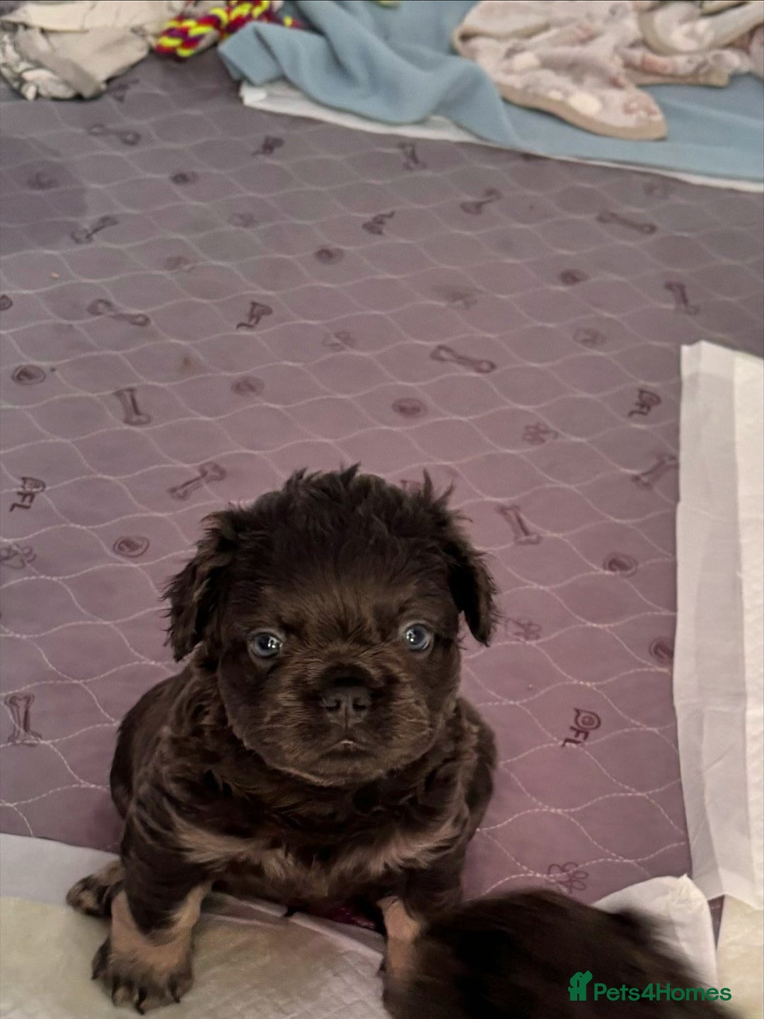 French Bulldog dogs for sale: Quality 5star🌟full visual fluffy French bulldogs  - Image 6