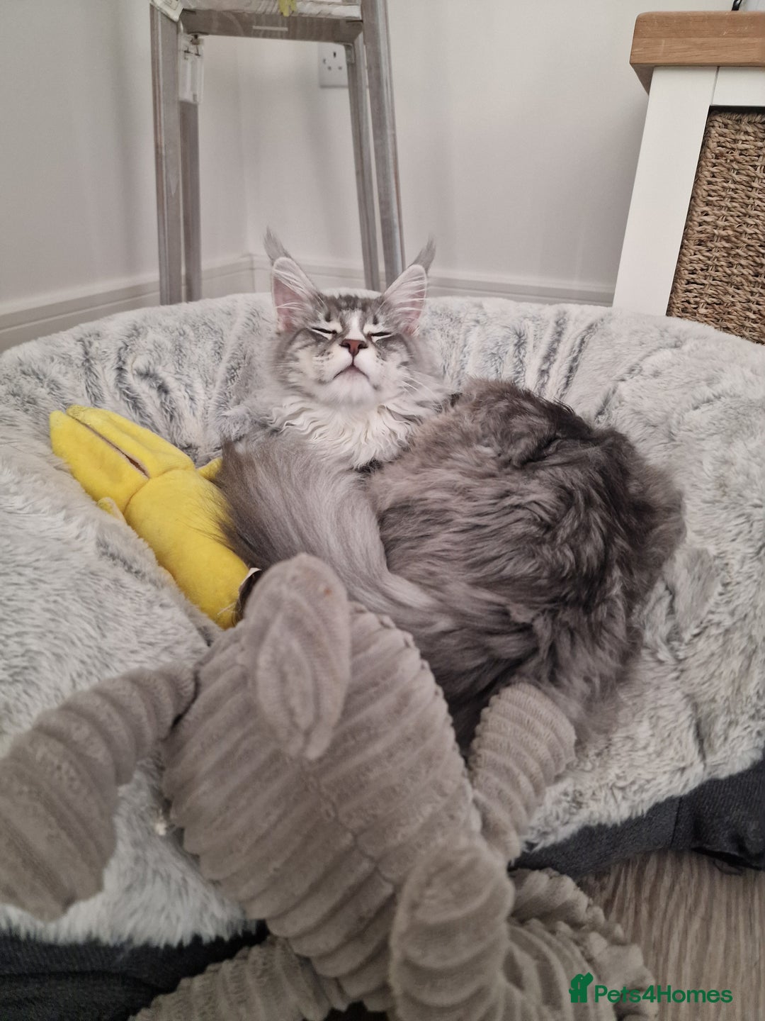 Maine Coon cats for sale: 💙Beautiful Maine Coon (GCCF reg) 💙 - Advert 6