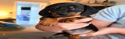 Miniature Dachshund dogs for sale: 2 beautiful miniature dachshunds  - Advert 4