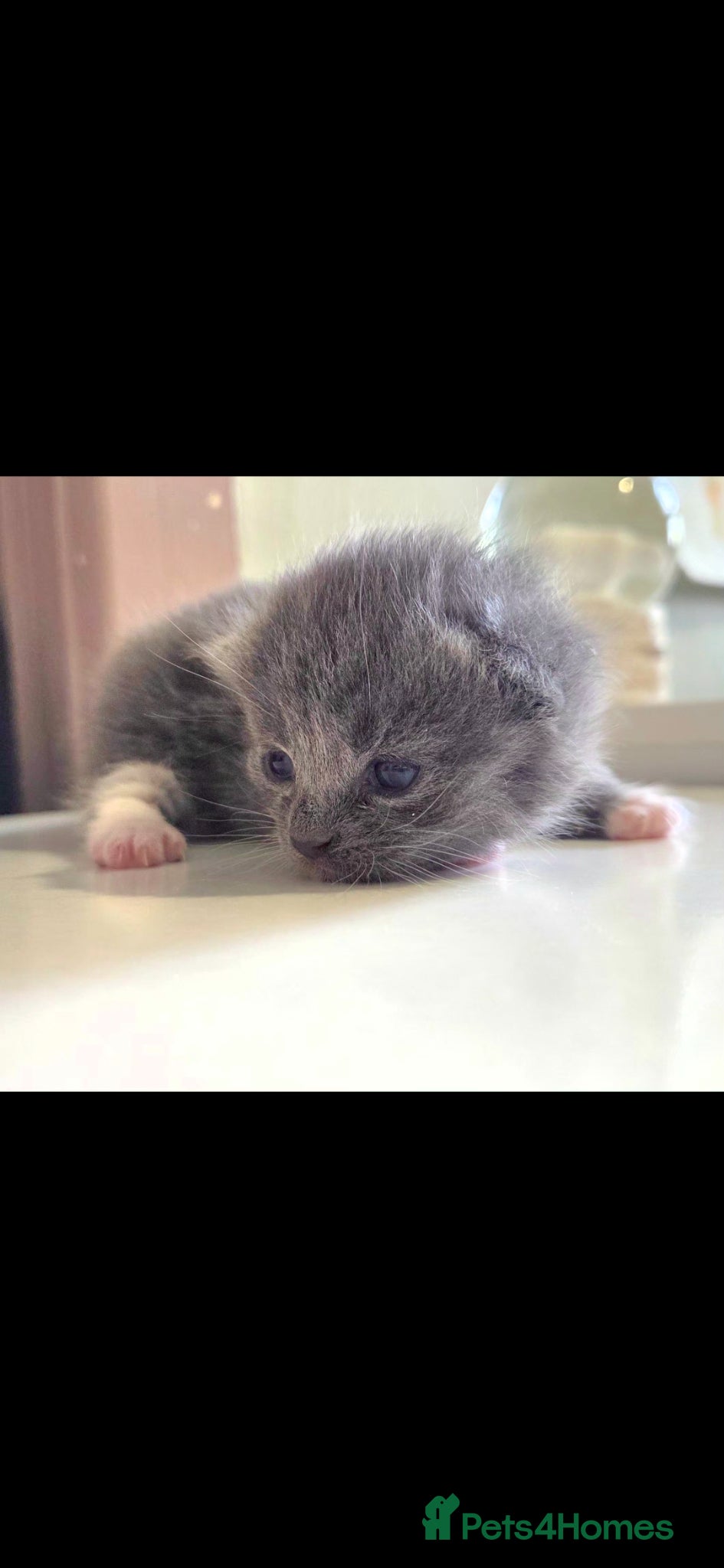 Mixed Breed cats Beautiful kittens looking for their forever home - Advert 5