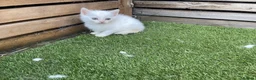 Mixed Breed cats for sale: 5 beautiful kittens - ready to leave now  - Advert 15