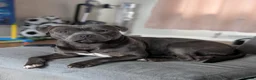 Staffordshire Bull Terrier dogs for stud: Blue Staffordshire bull terrier for stud  in Walsall - Advert 1