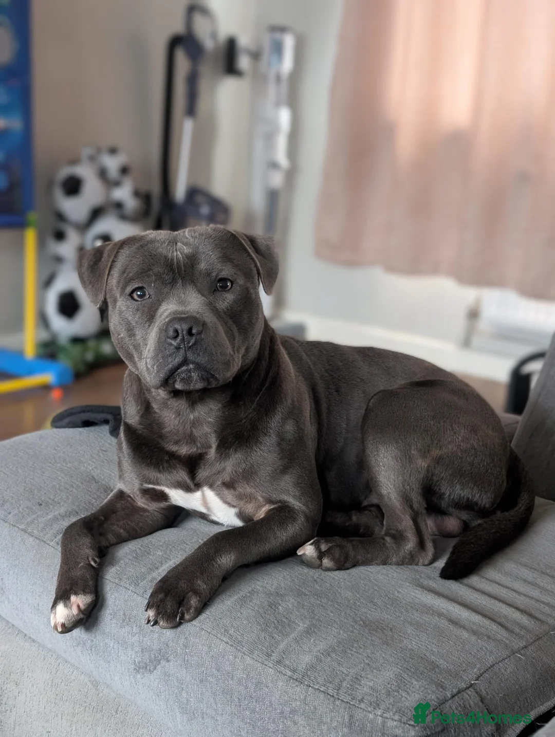 Staffordshire Bull Terrier dogs for stud: Blue Staffordshire bull terrier for stud  in Walsall - Advert 1