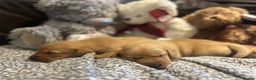 Labrador Retriever dogs for sale: Beautiful fox red and yellow lab puppies  - Advert 16