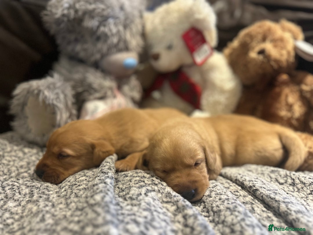 Labrador Retriever dogs for sale: Beautiful fox red and yellow lab puppies  - Image 16