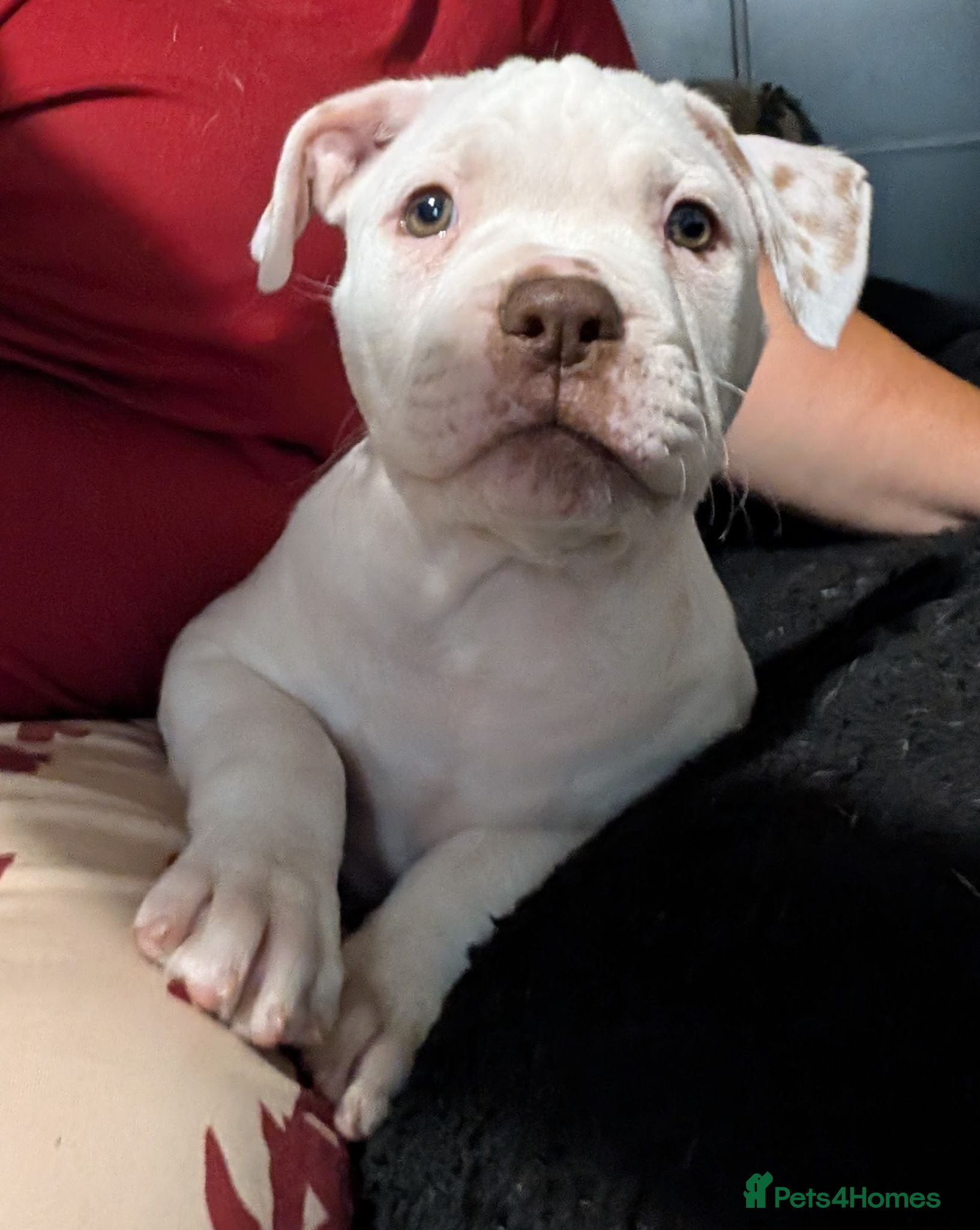 American Bulldog dogs Johnson American bulldog puppies - Advert 2