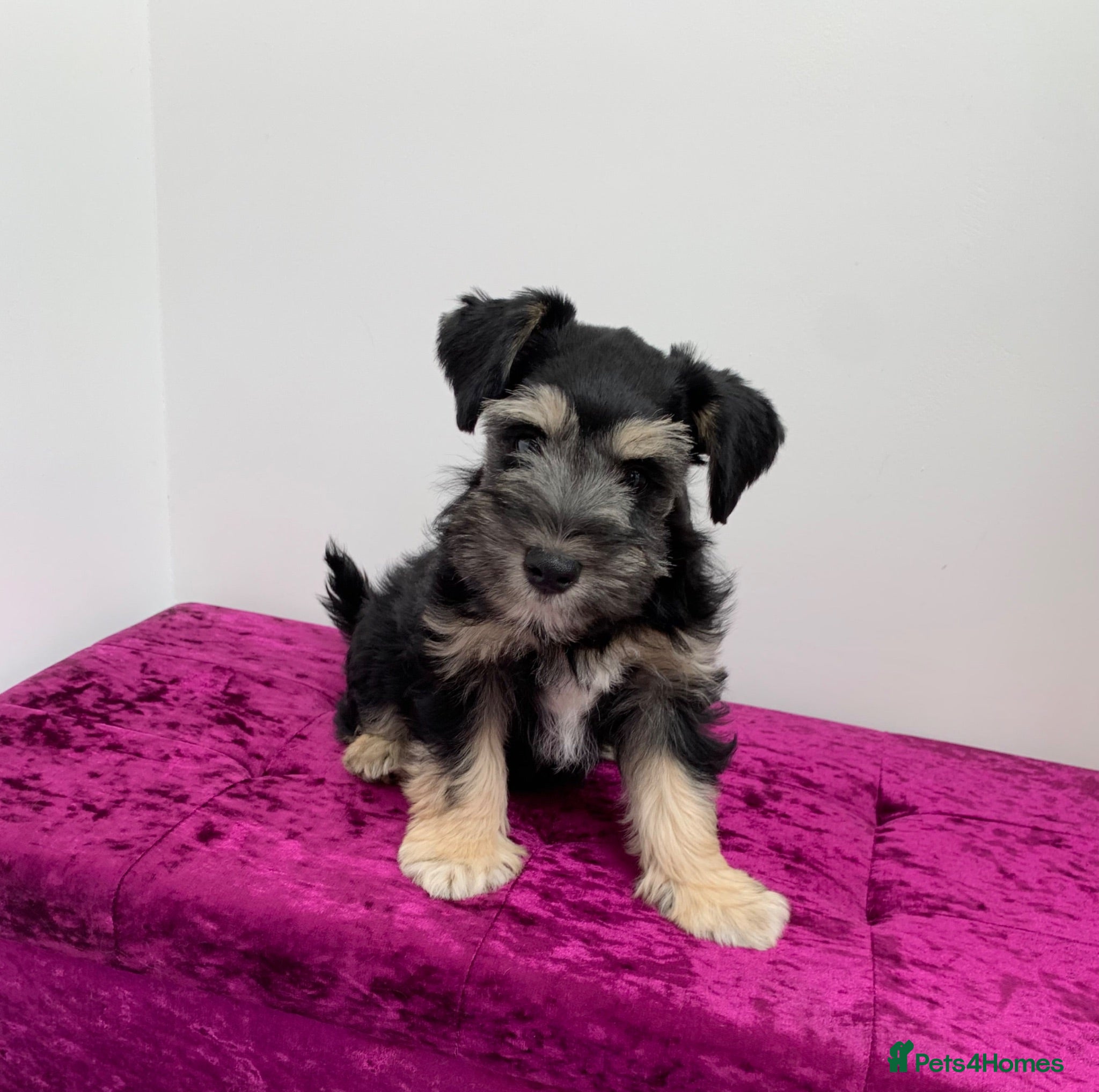 Miniature Schnauzer dogs 5* Licensed READY KC Mini Schnauzer LAST ONE - Advert 11