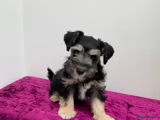 Miniature Schnauzer dogs 5* Licensed READY KC Mini Schnauzer LAST ONE - Advert 11