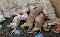 Miniature Poodle dogs for sale: Beautiful Miniature poodles - Image 4