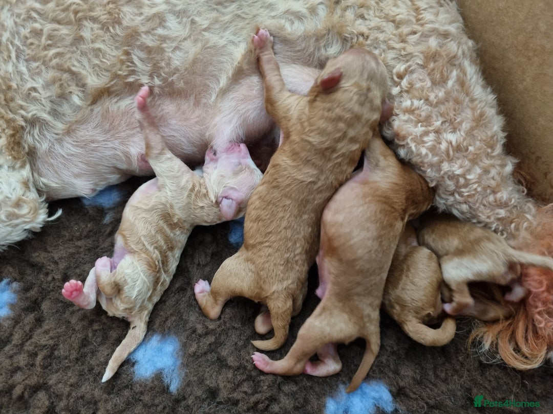 Miniature Poodle dogs for sale: Beautiful Miniature poodles - Image 4